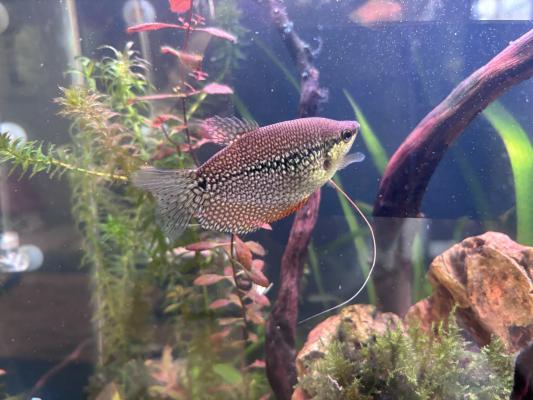 Donne à titre gracieux poissons d'eau douce
