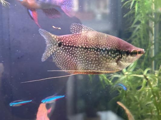 Donne à titre gracieux poissons d'eau douce