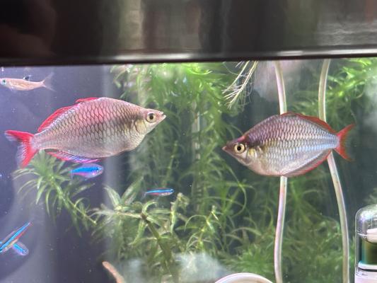 Donne à titre gracieux poissons d'eau douce