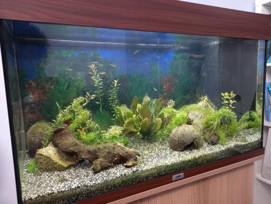 Aquarium complet 120L + meuble + poissons