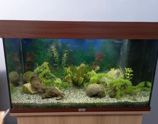 Aquarium complet 120L + meuble + poissons