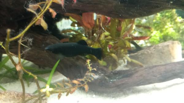 Black Molly