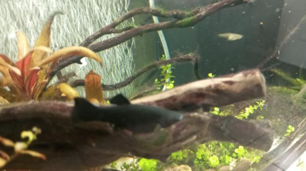 Black Molly