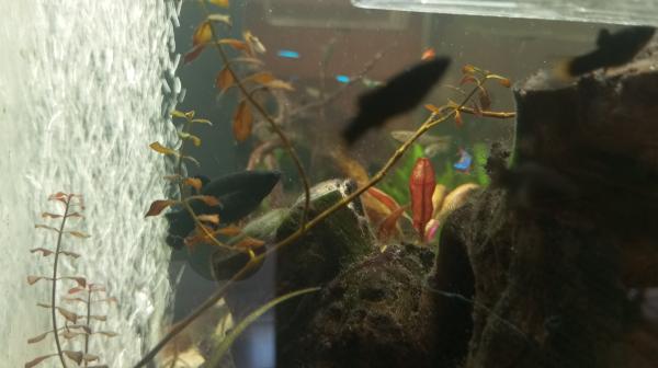Black Molly