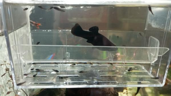 Black Molly