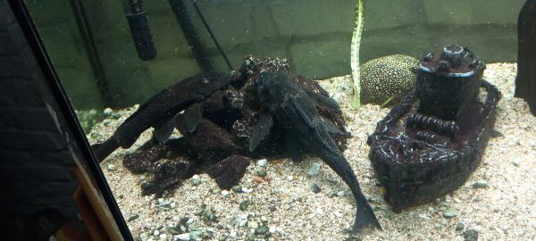 Poissons d aquarium