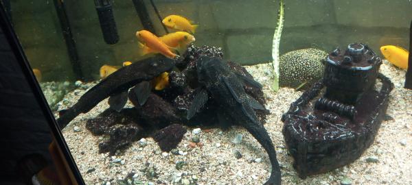Poissons d aquarium