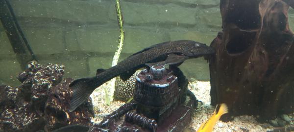 Poissons d aquarium