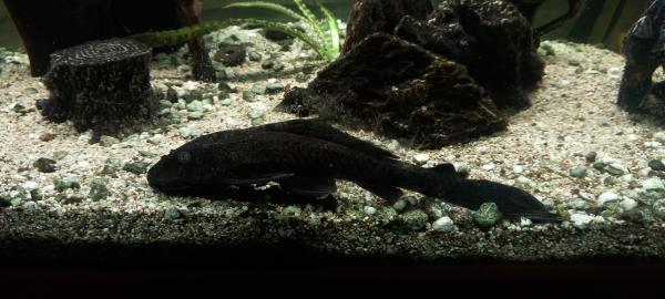 Poissons d aquarium