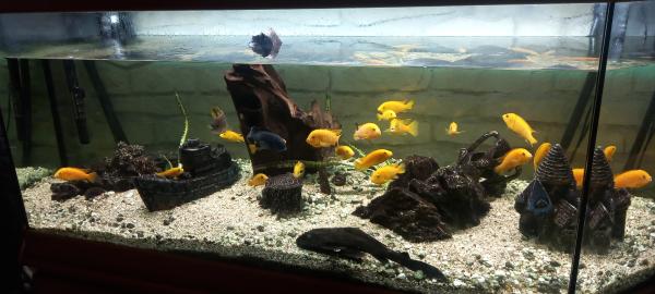 Poissons d aquarium