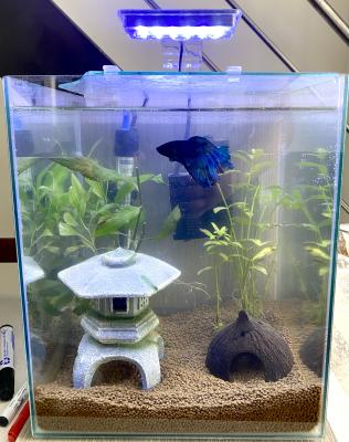 À vendre – Aquarium complet + poisson combattant (Île-de-France)