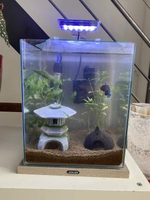 À vendre – Aquarium complet + poisson combattant (Île-de-France)
