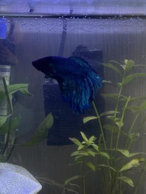 À vendre – Aquarium complet + poisson combattant (Île-de-France)