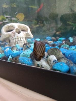 Poissons d' aquarium d' eau douce