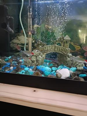 Poissons d' aquarium d' eau douce