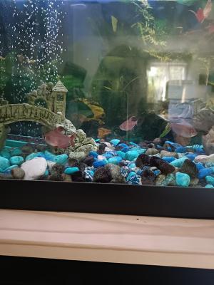 Poissons d' aquarium d' eau douce