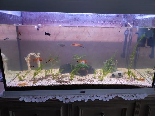 Aquarium Aquatlantis 200 litres