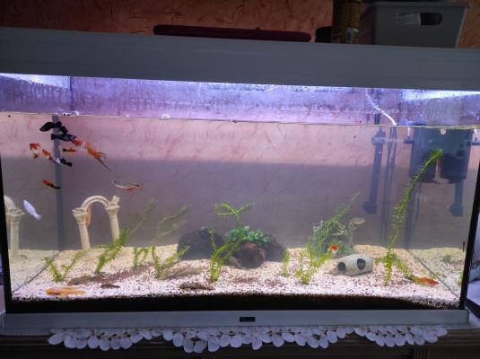 Aquarium Aquatlantis 200 litres