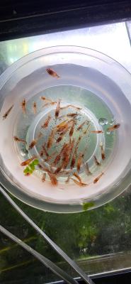 Red Cherry Neocaridina davidi
