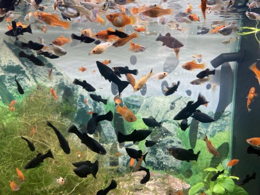 Vends Molly guppies xyphos …