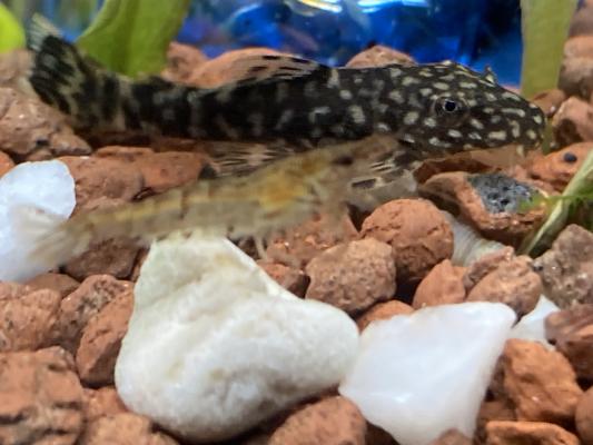 Crevettes grises d’aquarium(Malawa)