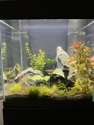 Aquarium Ciano émotions pro 40 + meuble ciano