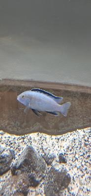 Poisson cichlidé malawi