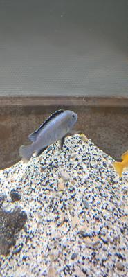 Poisson cichlidé malawi