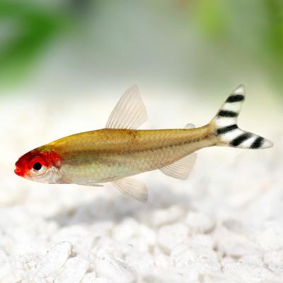 Don corydoras et Nez rouge