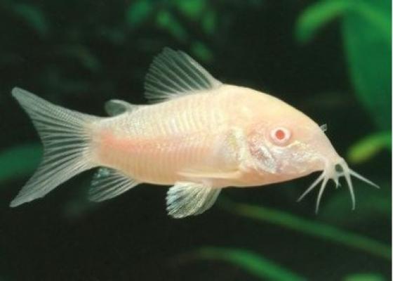 Don corydoras et Nez rouge