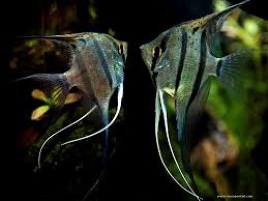 Don de Poisson Scalaire