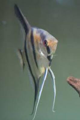 Don de Poisson Scalaire