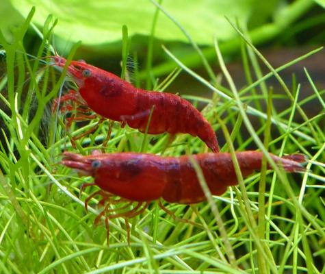 Crevettes Neocaridina Davidi : red sakura /redcherry