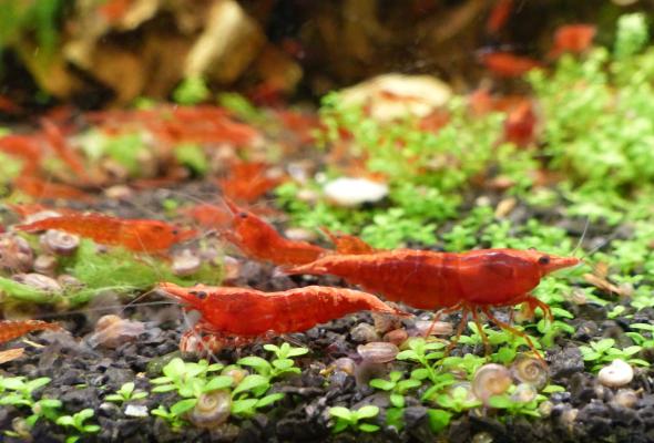 Crevettes Neocaridina Davidi : red sakura /redcherry