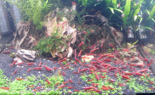 Crevettes Neocaridina Davidi : red sakura /redcherry