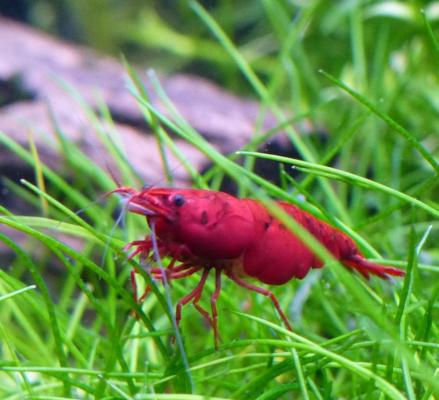 Crevettes Neocaridina Davidi : red sakura /redcherry