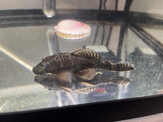 Ancistrus