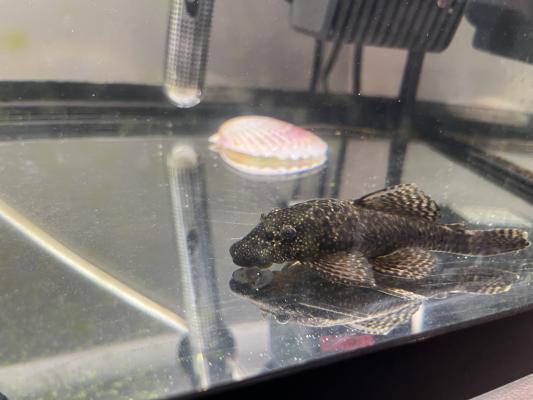 Ancistrus