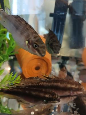 Kribensis
