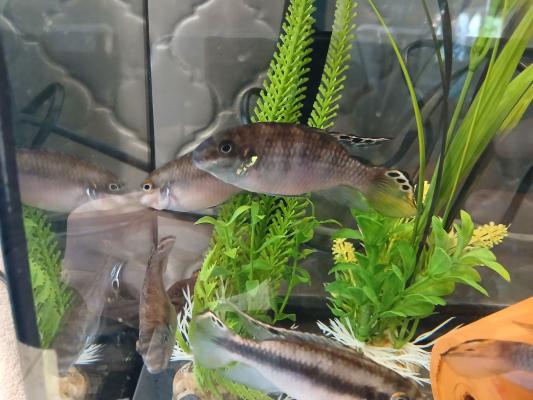 Kribensis