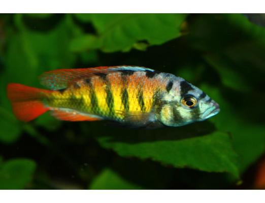 cichlidés