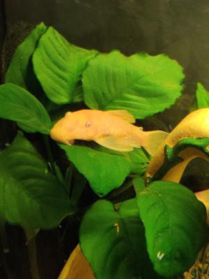 Vends Ancistrus Gold (Dolichopterus)