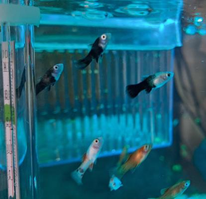 Black Molly, Guppy, Platy, Veuve noir