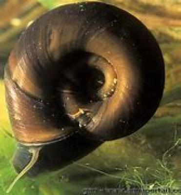 escargots