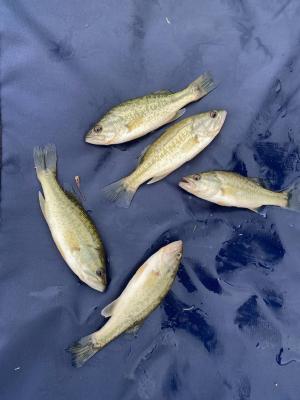 Black bass