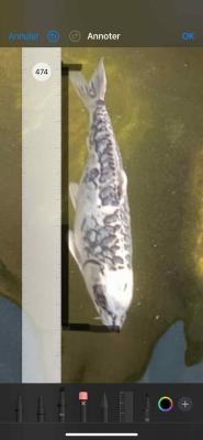 Carpe koi