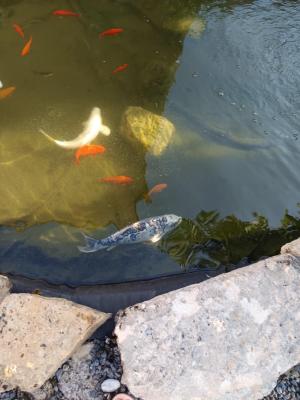 Carpe koi