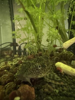 Pleco