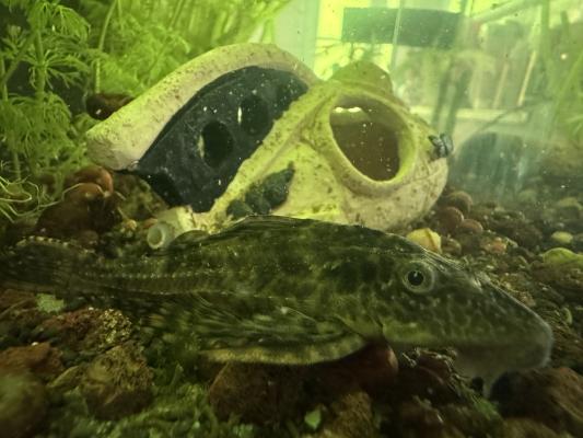 Pleco