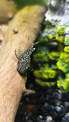Petits alevins ancistrus